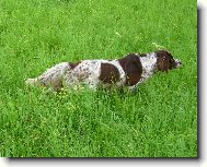 N�meck� dlouhosrst� oha�