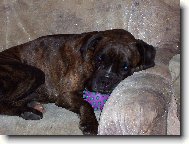 moje minul� boxerka Barborka