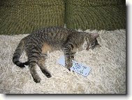 KO�I�KA ���A