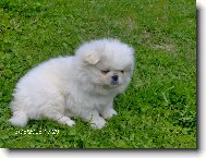 L�ska, ktor� ma opustila nav�dy