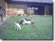 Danny, Ozzy,S�ra, Queena,Bul�k junior