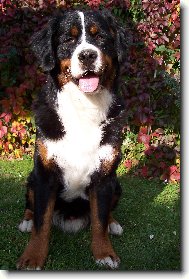 BERNIE-n� fotomodel :))