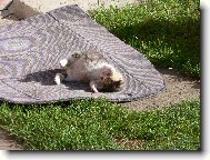 zaslou�en� siesta po vydatn�m ob�du