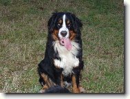 Elen ze Stam��ic