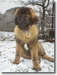 Agbar 5 m�s�c�