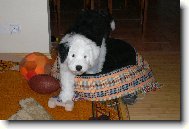 �t�n� bobtaila