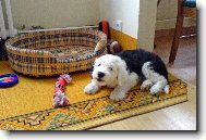 �t�n� bobtaila