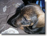 Andr�sek jede do nov�ho domova