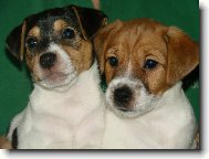 Jack Russell Teri�r