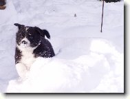 chovn� stanice Assi Kavon