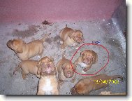 Gab�k na�el nejsp� sest�i�ku Berrylku