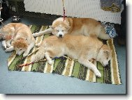 �nava po v�stav�