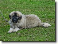 Bara Rusk� medv�d CZ