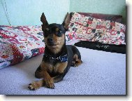 Fild�k naparova�