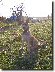 BIJOU DE L�AVOCAT DE LA TOUR 5 m�s�c�