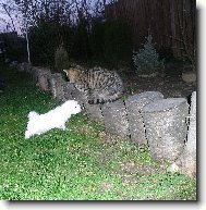 �teniatko malteza�ika