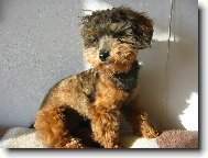 Rony od kade�n�ka