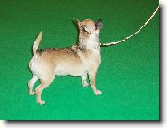 Z n�v�t�vy v�stavy Crufts 2007