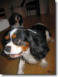 B�ra a Pickwick II.