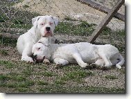 Diablo   Pacha odpo�inek