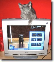 alex - 2/5 m�s�ce star�