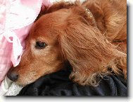 U�lechtil� hlava �apky