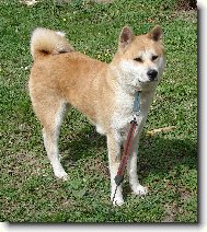 Aichi Czech Paradise