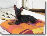 Zorinka-3,5 m�s�ce