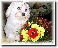 LULDA-�ULDA PLEASURE OF FRIENDSHIP