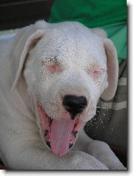 sm�j�c� se Damia Blansk� les