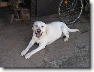 Ben�k odpo��vaj�c�