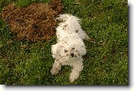 to je balada vyv�let se v ko�sk�m . . .