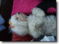 Haj����������