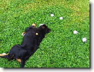 Kdo si hraje, nezlob� - petanque 1