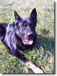 Merlin odpo��v�