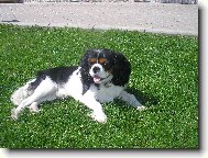 M�j k�mo�- nejhez�� pejsek na sv�t�