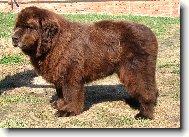 Novofundlansk� pes -brown