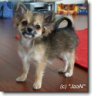 Gladys Chomutovsk� Amorek