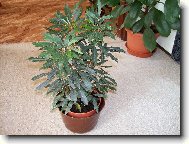 dizygot�ka-nyn� schefflera elegantisima