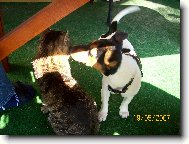 Ebi a jej� kamar�d kocour Mat�sek