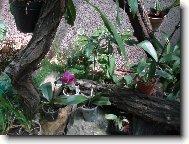 N�v�t�va u Anonyma