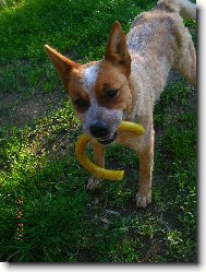 Australsk� hon�ck� pes