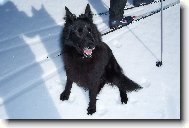 Pes na zimu i l�to