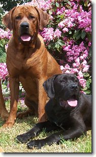 chovatelsk� stanice ,,Diamant severu,,-www.tosainu.cz