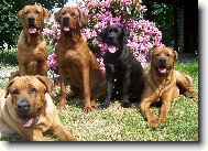 chovatelsk� stanice ,,Diamant severu,,-www.tosainu.cz