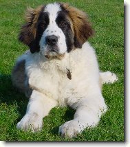 Elena Rusk� medv�d - 4 m�s�ce