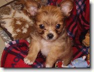 Mil��ek Luck�sek