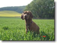 Bora z Labsk� Lhoty