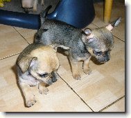 br�kov� - 7 t�dn�