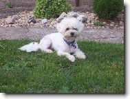 Tim s nov�m z�st�ihem